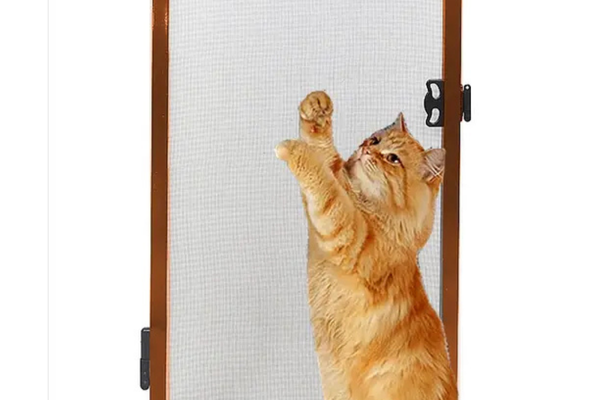 Kedi Sinekliği